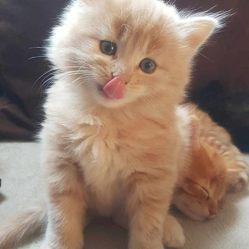 Romy participe au concours pour gagner de l'argent avec cette photo : adorable, animal, cat, close_up, cream_colored, cute, domestic_cat, feline, fluffy, ginger, indoor, kitten, pets, playful, resting, sleeping, soft, tongue_out, whiskers, young