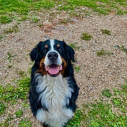 Poppie a rejoint le concours — aidez-le/la à gagner de superbes lots ! dog, bernese_mountain_dog, outdoor, grass, dirt, happy, smiling, pet, animal, canine, fur, black, white, brown, nose, sitting, tongue, ears, nature, playful