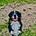 Poppie