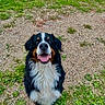 dog, bernese_mountain_dog, outdoor, grass, dirt, happy, smiling, pet, animal, canine, fur, black, white, brown, nose, sitting, tongue, ears, nature, playful