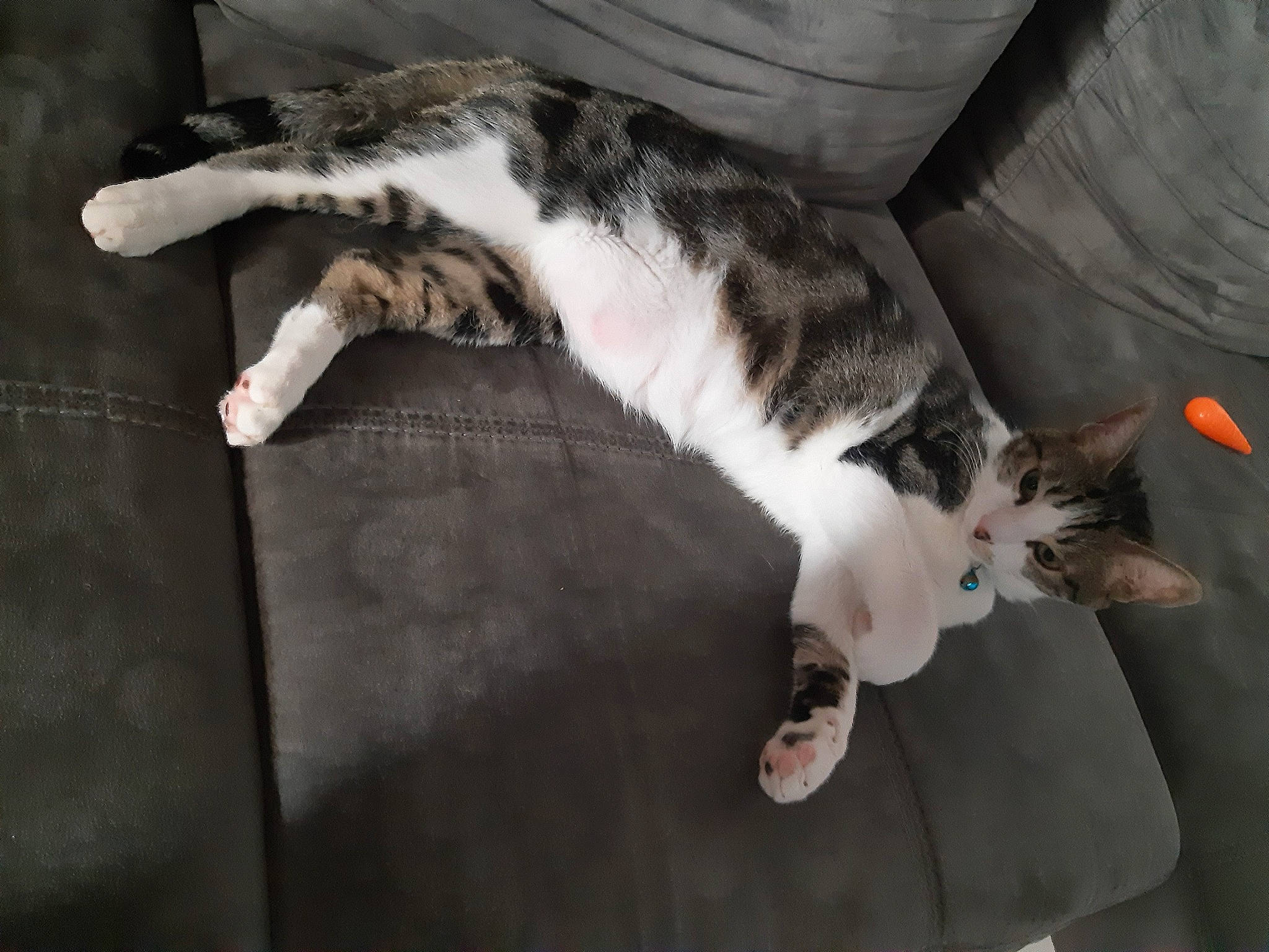 Duke a rejoint le concours — aidez-le/la à gagner de superbes lots ! aegean_cat, carnivore, cat, domestic_short_haired_cat, european_shorthair, felidae, fur, paw, polydactyl_cat, small_to_medium_sized_cats, tail, whiskers