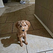 Puddles is registered to the contest to win money with this photo: adorable, animal, brown_fur, companion, curly_fur, cute, dog, domestic_animal, floor_tiles, home_interior, indoor, looking_up, pet, puppy, shadow, sitting, small_dog, tile_floor, waiting, young_dog