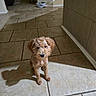 dog, puppy, indoor, tile_floor, brown_fur, curly_fur, pet, animal, small_dog, cute, shadow, waiting, floor_tiles, home_interior, adorable, sitting, looking_up, domestic_animal, companion, young_dog