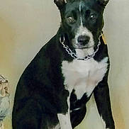 Dixie is registered to the contest to win money with this photo: dog, black_and_white, sitting, indoor, carpet, chain_collar, pet, animal, ears, paw, floor, wall, canine, looking, calm, portrait, furniture, domestic, companion, household