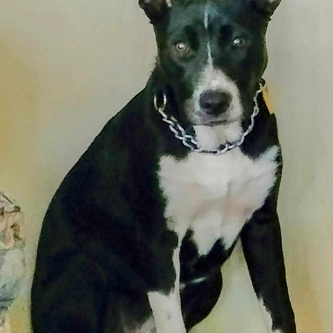Dixie