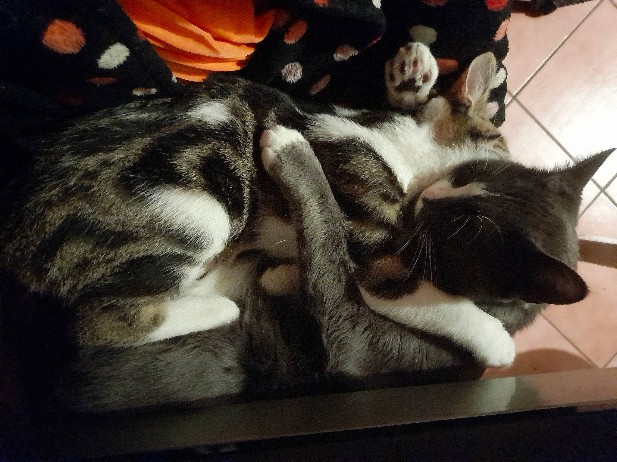 Bibi a rejoint le concours — aidez-le/la à gagner de superbes lots ! carnivore, cat, claw, cloud, comfort, domestic_short_haired_cat, felidae, fur, grey, lap, nap, paw, sleep, small_to_medium_sized_cats, tail, whiskers