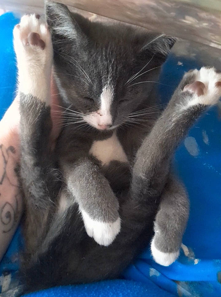 Bibi participe au concours pour gagner de l'argent avec cette photo : black_cat, carnivore, cat, claw, comfort, domestic_short_haired_cat, electric_blue, eye, felidae, foot, fur, gesture, lap, leg, nail, paw, small_to_medium_sized_cats, snout, tail, whiskers