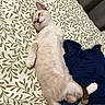 Bunny a rejoint le concours — aidez-le/la à gagner de superbes lots ! cat, kitten, pet, animal, cream_fur, blue_eyes, face, whiskers, ears, tail, lying_down, relaxed, sleeping, bed, bedspread, leaf_pattern, clothing, indoors, portrait, cute