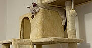 Bunny participe au concours pour gagner de l'argent avec cette photo : cat, kitten, sleeping, sleepy, pet, animal, cat_tree, scratching_post, plush, beige, indoors, home, furniture, climbing, draped, relaxed, cute, fluffy, play_structure, hanging_toy