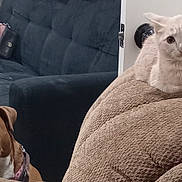 Samantha joined the competition — help win amazing prizes! animal_portrait, armchair, brown_dog, carpet, cat, couch, cream_cat, curious, dog, funny_expression, furniture, handbag, home_decor, indoors, living_room, lounging, pet_friendship, pets, sitting, white_chest