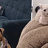 animal_portrait, armchair, brown_dog, carpet, cat, couch, cream_cat, curious, dog, funny_expression, furniture, handbag, home_decor, indoors, living_room, lounging, pet_friendship, pets, sitting, white_chest