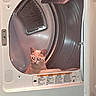 animal, appliance, cat, cute, dryer, ears, eyes, face, home, indoor, kitten, laundry, metal, orange_cat, pet, pink, portrait, sitting, washing_machine, whiskers
