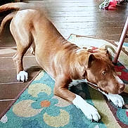 Layla Marie joined the competition — help win amazing prizes! animal, brown_dog, canine, companion, cute, dog, domestic_dog, energetic, flooring, floral_pattern, furniture_leg, home, indoor, pet, playful, rug, stretching, tail_wagging, white_paws, wooden_floor