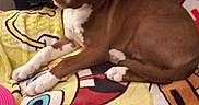 Layla Marie is registered to the contest to win money with this photo: animal, blanket, brown, chew_toy, cozy, cute, dog, floor, home, indoor, laying_down, looking_up, pet, playful, puppy, rope_toy, spongebob, toy, white, young_dog