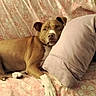 Layla is registered to the contest to win money with this photo: dog, couch, pillow, floral_pattern, indoor, resting, relaxed, brown_dog, white_paws, comfort, pet, animal, home, furniture, sleepy, cozy, fabric, closeup, laying_down, domestic_animal