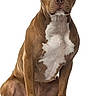 Layla is registered to the contest to win money with this photo: dog, brown_dog, white_background, sitting, pet, canine, animal, muscular, alert, ears, paws, portrait, studio_photo, domestic_animal, mammal, front_view, short_hair, medium_size, calm, looking_at_camera