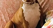 Layla is registered to the contest to win money with this photo: dog, brown, white, couch, indoor, pet, animal, sitting, blanket, floral_pattern, calm, looking_at_camera, domestic, fur, ears, snout, collar, portrait, household, relaxed