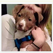 Layla is registered to the contest to win money with this photo: puppy, dog, person, blue_harness, brown_dog, white_markings, holding, indoor, close_up, face_partially_visible, young_dog, pet, animal, companion, cute, cuddling, affection, blurred, casual, portrait