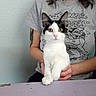 Kat is registered to the contest to win money with this photo: kitten, cat, black_and_white, pet, animal, person, holding, grey_tshirt, graphic_tshirt, indoor, table, curious, wide_eyes, sitting, close_up, feline, domestic_animal, young_cat, human_arm, casual_clothing