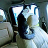 Kat is registered to the contest to win money with this photo: cat, black_and_white, car_interior, headrest, seat, window, surprised, pet, feline, domestic_animal, animal, inside, transportation, looking, sitting, fur, whiskers, tail, ears, bright_eyes