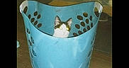 Kat is registered to the contest to win money with this photo: cat, laundry_basket, blue, indoor, wooden_floor, pet, animal, curious, flash, glowing_eyes, dim_light, container, household, domestic, feline, peeking, cute, playful, black_and_white_cat, background