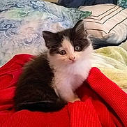 Kat is registered to the contest to win money with this photo: kitten, cat, black_and_white, fluffy, cute, pet, animal, indoor, red_sweater, blanket, pillow, cozy, soft, fur, young, small, resting, looking, curious, domestic