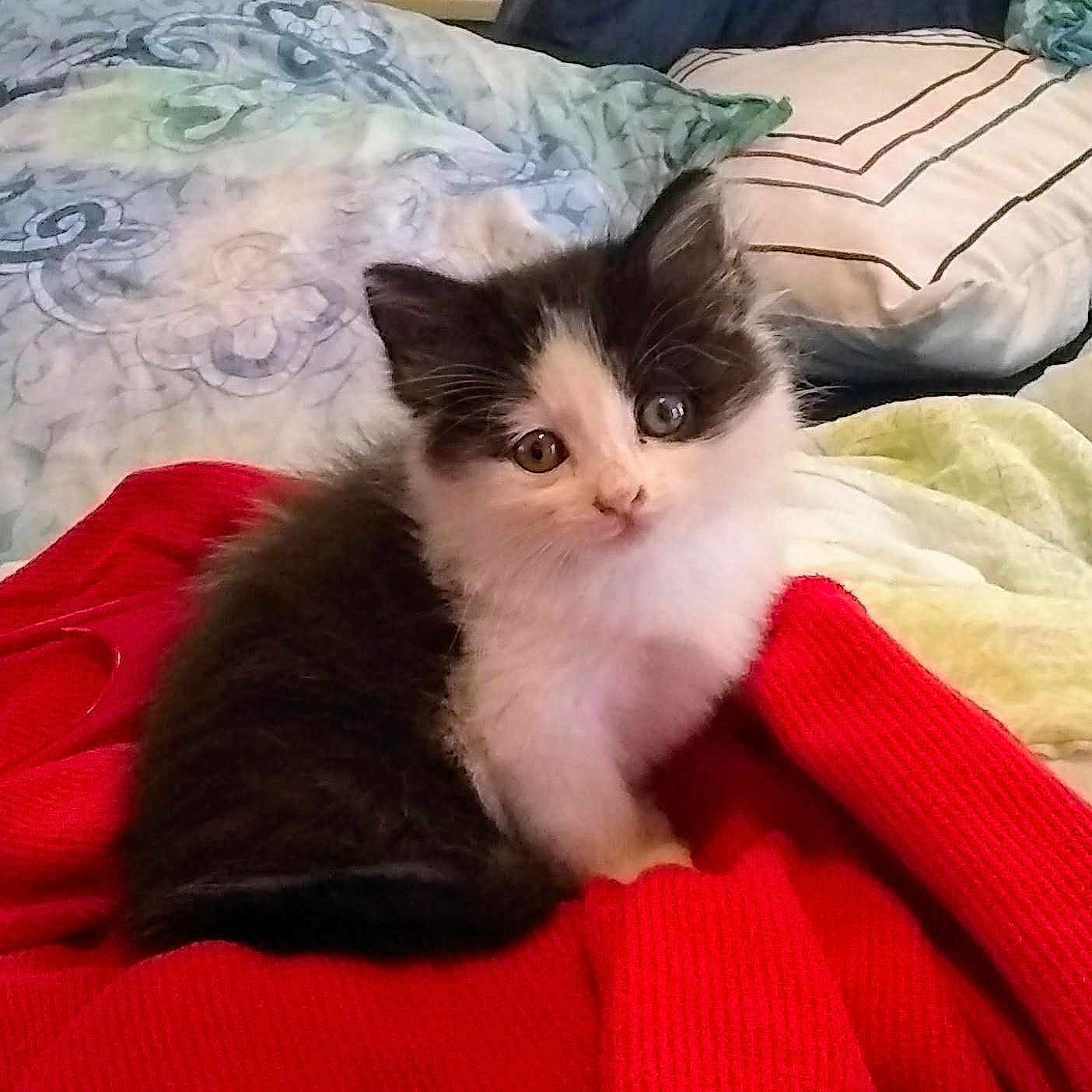 Kat is registered to the contest to win money with this photo: kitten, cat, black_and_white, fluffy, cute, pet, animal, indoor, red_sweater, blanket, pillow, cozy, soft, fur, young, small, resting, looking, curious, domestic