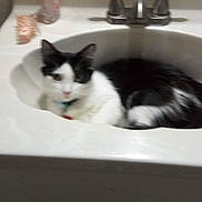 Kat is registered to the contest to win money with this photo: cat, sink, bathroom, black_and_white, pet, animal, feline, relaxed, counter, soap_dispenser, scrunchie, domestic, indoor, fur, whiskers, ears, eyes, resting, cute, household