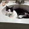 animal, bathroom, black_and_white, cat, counter, cute, domestic, ears, eyes, feline, fur, household, indoor, pet, relaxed, resting, scrunchie, sink, soap_dispenser, whiskers