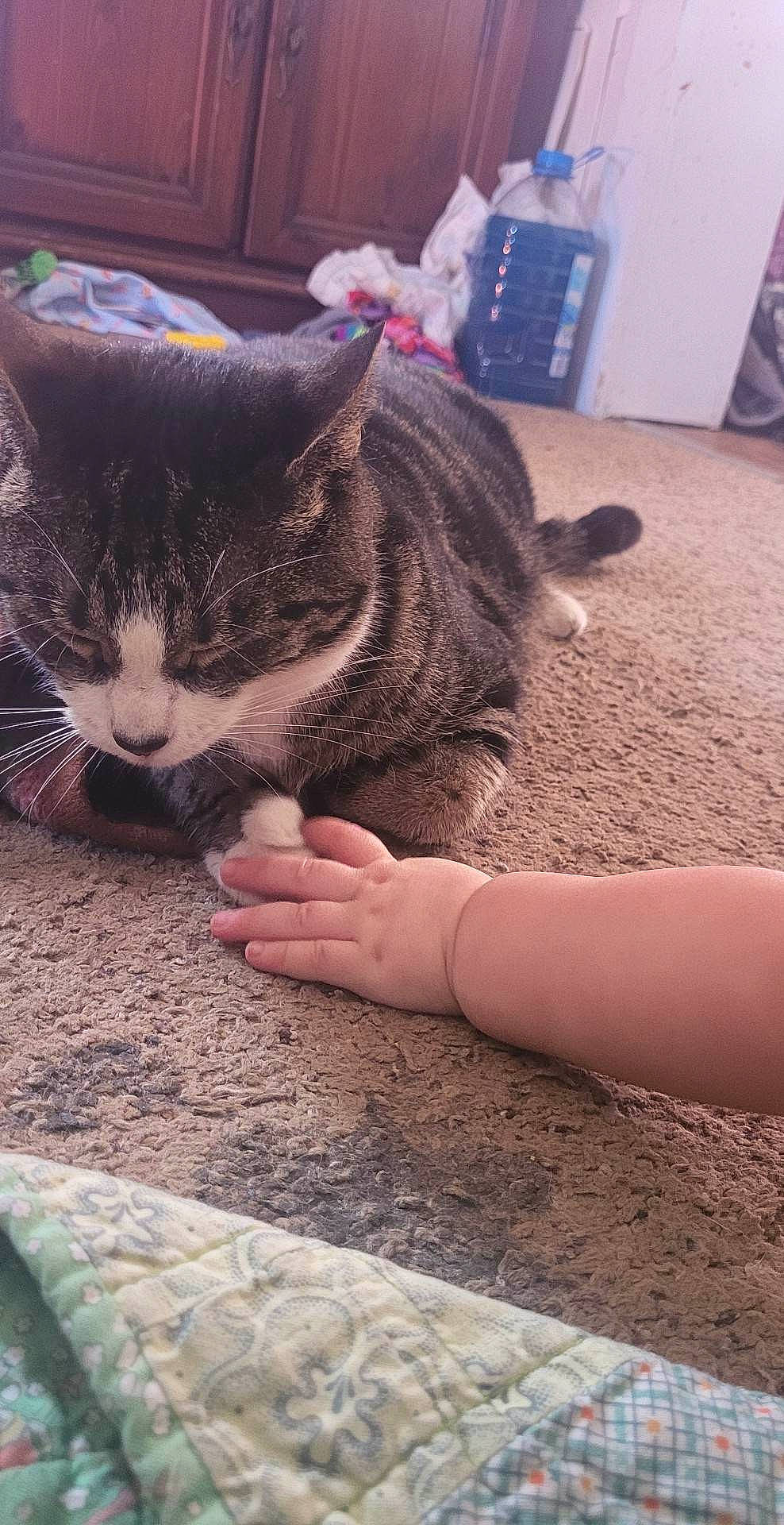 Stripes is registered to the contest to win money with this photo: carnivore, cat, claw, domestic_short_haired_cat, felidae, flooring, foot, fur, grass, human_leg, nail, paw, sand, small_to_medium_sized_cats, snout, soil, tail, thigh, whiskers, wood