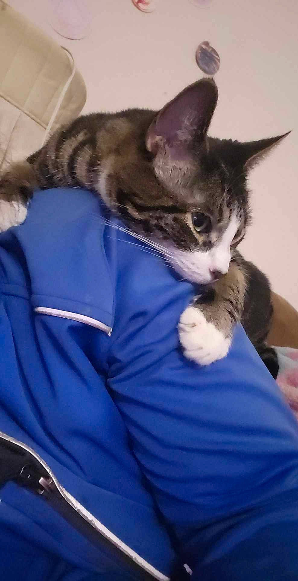 Stripes joined the competition — help win amazing prizes! carnivore, cat, claw, comfort, domestic_short_haired_cat, ear, electric_blue, eye, felidae, fur, gesture, lap, nap, paw, sitting, small_to_medium_sized_cats, tail, whiskers