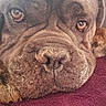 Python participe au concours pour gagner de l'argent avec cette photo : dog, close_up, resting, brown_fur, wrinkled_face, large_dog, pet, animal, canine, blanket, maroon, fur_texture, calm, soft_light, indoors, portrait, face, eyes, nose, relaxed