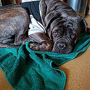 Python a rejoint le concours — aidez-le/la à gagner de superbes lots ! dog, animal, pet, brindle, lying_down, towel, floor, indoor, canine, shirt, resting, brown, black, white, closeup, domestic_animal, cute, eyes, fur, relaxed