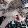 kitten, cat, yawning, gray, white, fur, tongue, teeth, blanket, pattern, cozy, resting, cute, pet, animal, whiskers, closeup, indoor, sleepy, soft
