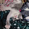 Bounty participe au concours pour gagner de l'argent avec cette photo : kitten, cat, feline, stretching, paws, gray_and_white, cute, playful, fur, blue_eyes, blanket, fabric, patterned, cozy, soft, pet, animal, indoor, resting, young