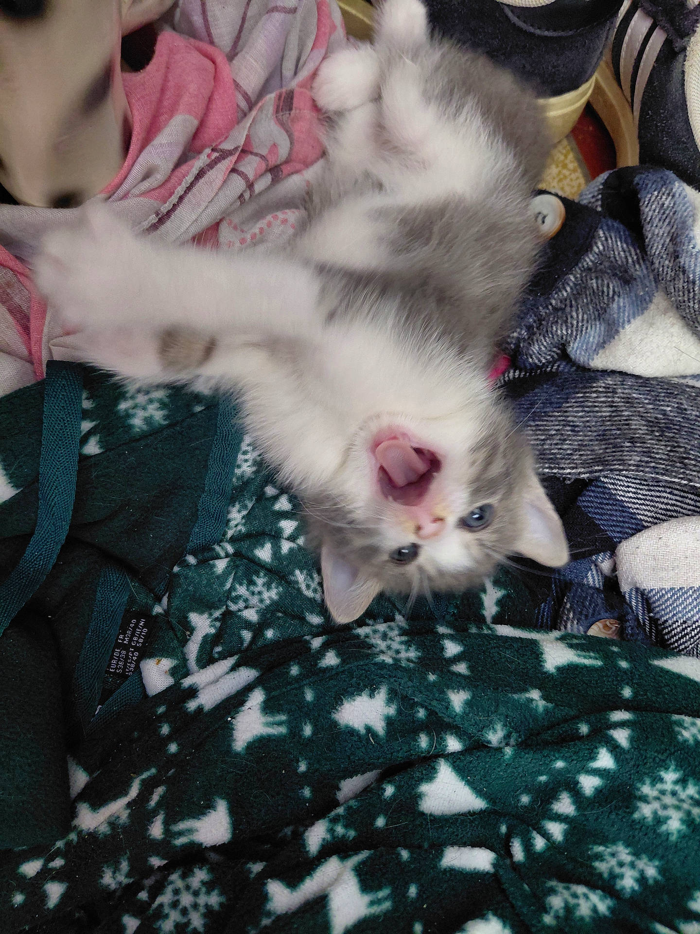 Bounty a rejoint le concours — aidez-le/la à gagner de superbes lots ! animal, blanket, cat, close_up, cozy, cute, domestic_cat, fur, gray_and_white, indoor, kitten, lying_down, patterned_blanket, paw, pet, playful, sleeping_area, soft_texture, stretching, young
