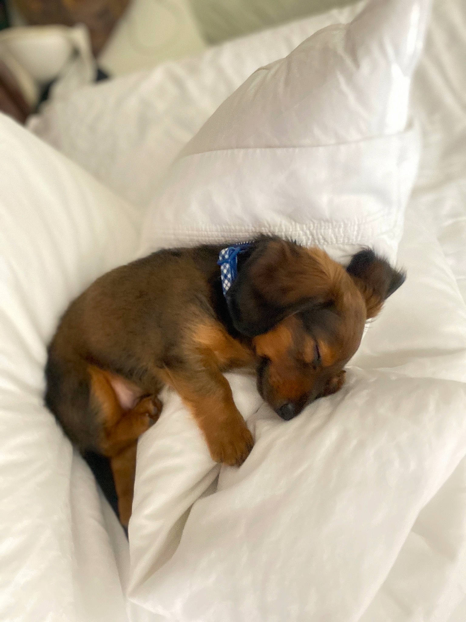 Moose is registered to the contest to win money with this photo: border_terrier, canidae, carnivore, companion_dog, dog, dog_breed, fawn, miniature_pinscher, nap, puppy, puppy_love, sleep, snout