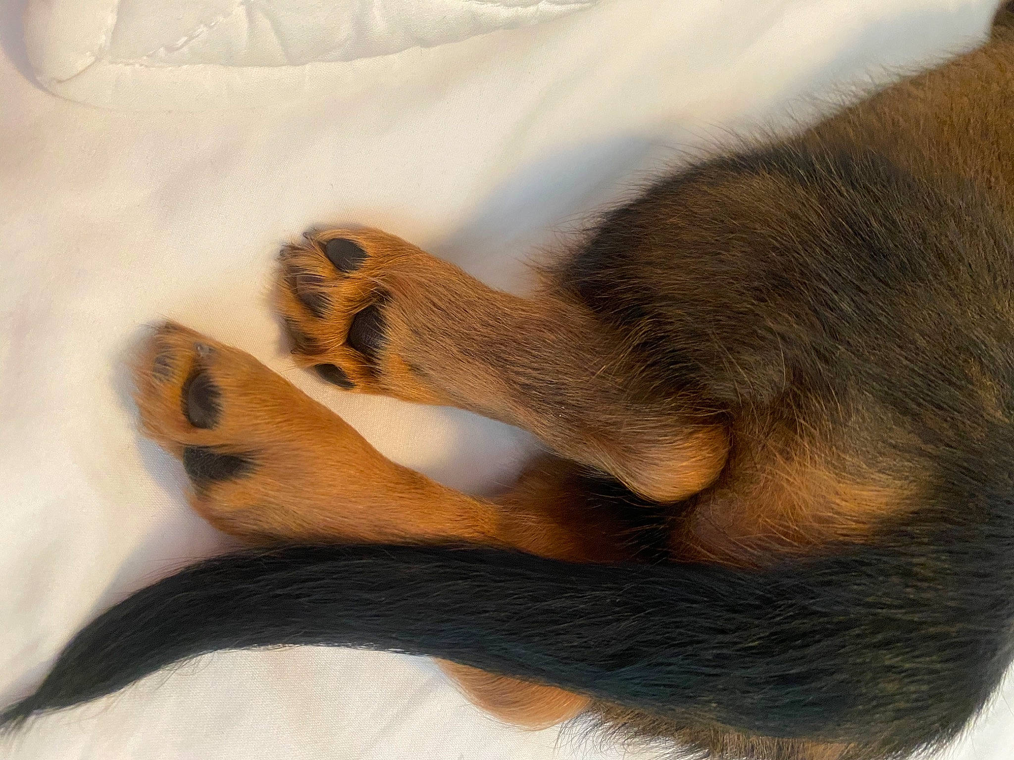 Moose joined the competition — help win amazing prizes! canidae, carnivore, claw, fawn, fur, paw, tail