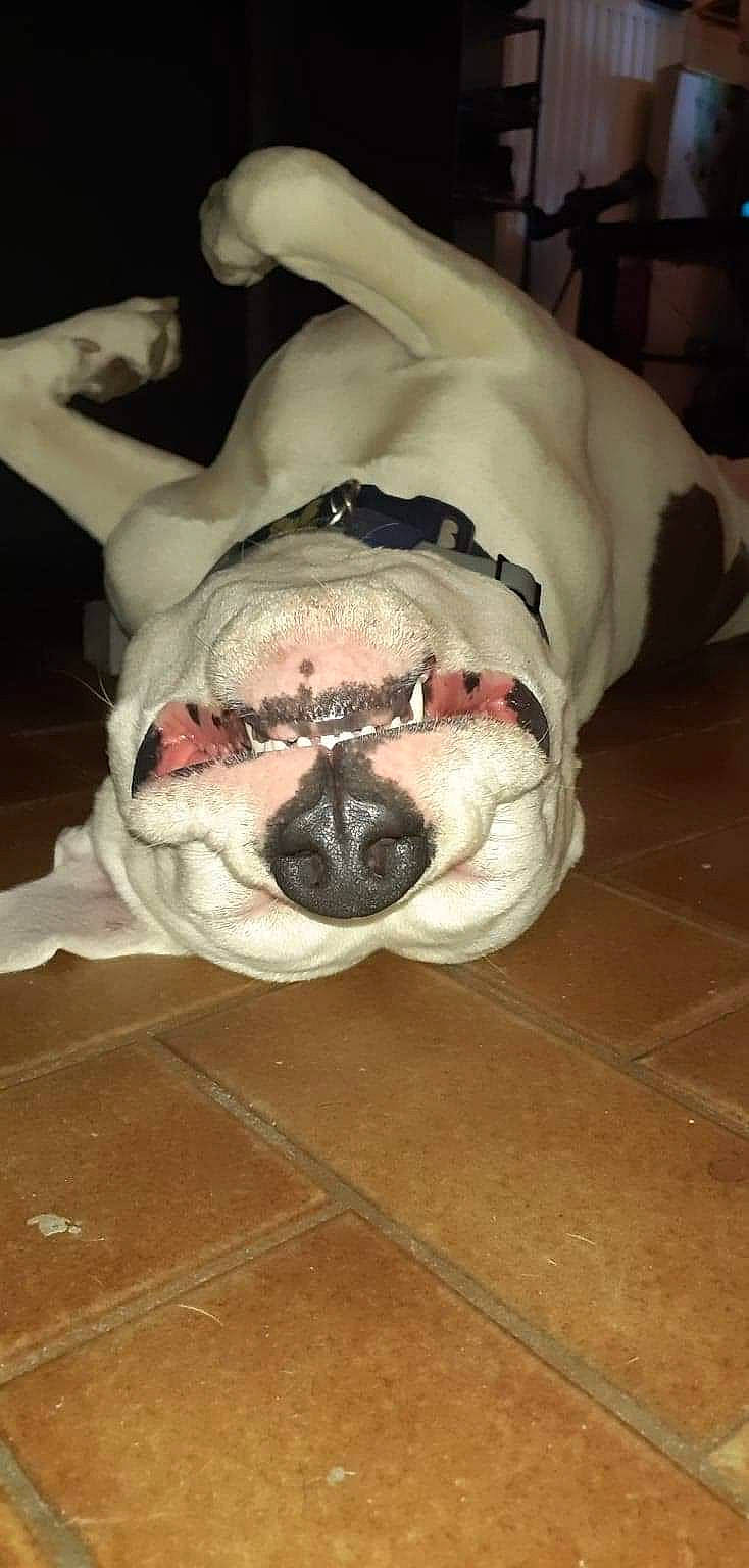 Diablo participe au concours pour gagner de l'argent avec cette photo : carnivore, comfort, companion_dog, couch, dog, dog_breed, eye, eyewear, fawn, glasses, head, human_body, jaw, nose, snout, sporting_group, sunglasses, whiskers, working_animal, wrinkle