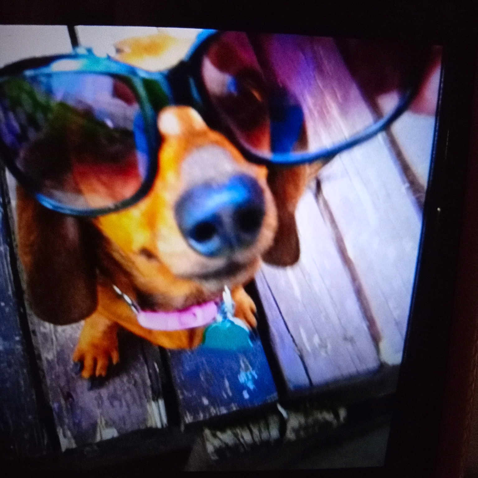 Weenie joined the competition — help win amazing prizes! art, carnivore, communication_device, companion_dog, cool, display_device, dog, dog_breed, electronic_device, eyewear, gadget, goggles, magenta, output_device, portable_communications_device, snout, sunglasses, technology, television_set, vision_care
