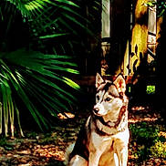Chiva joined the competition — help win amazing prizes! alert, animal, canine, daylight, dog, ears, fur, garden, greenery, ground, husky, leaves, nature, outdoor, palm_leaves, pet, shadow, sitting, sunlight, wooden_structure
