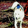 animal, canine, daylight, dirt_ground, dog, ears, forest_floor, fur, harness, husky, mammal, nature, outdoor, pet, snout, tail, tree_roots, walking, white_dog, wooden_fence