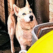 Roxy is registered to the contest to win money with this photo: dog, blue_eyes, curious, paved_surface, brick_wall, yellow_object, rope, canine, pet, animal, outdoor, standing, looking_up, ears_up, tail_up, fur, muzzle, snout, alert, companion