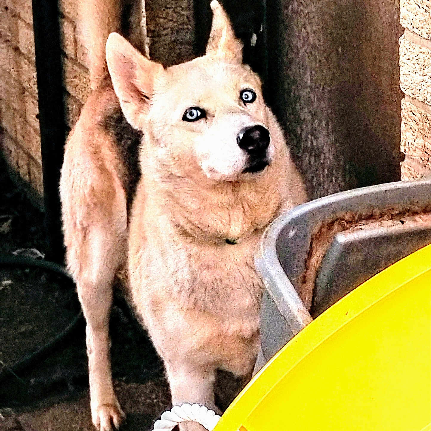 Roxy