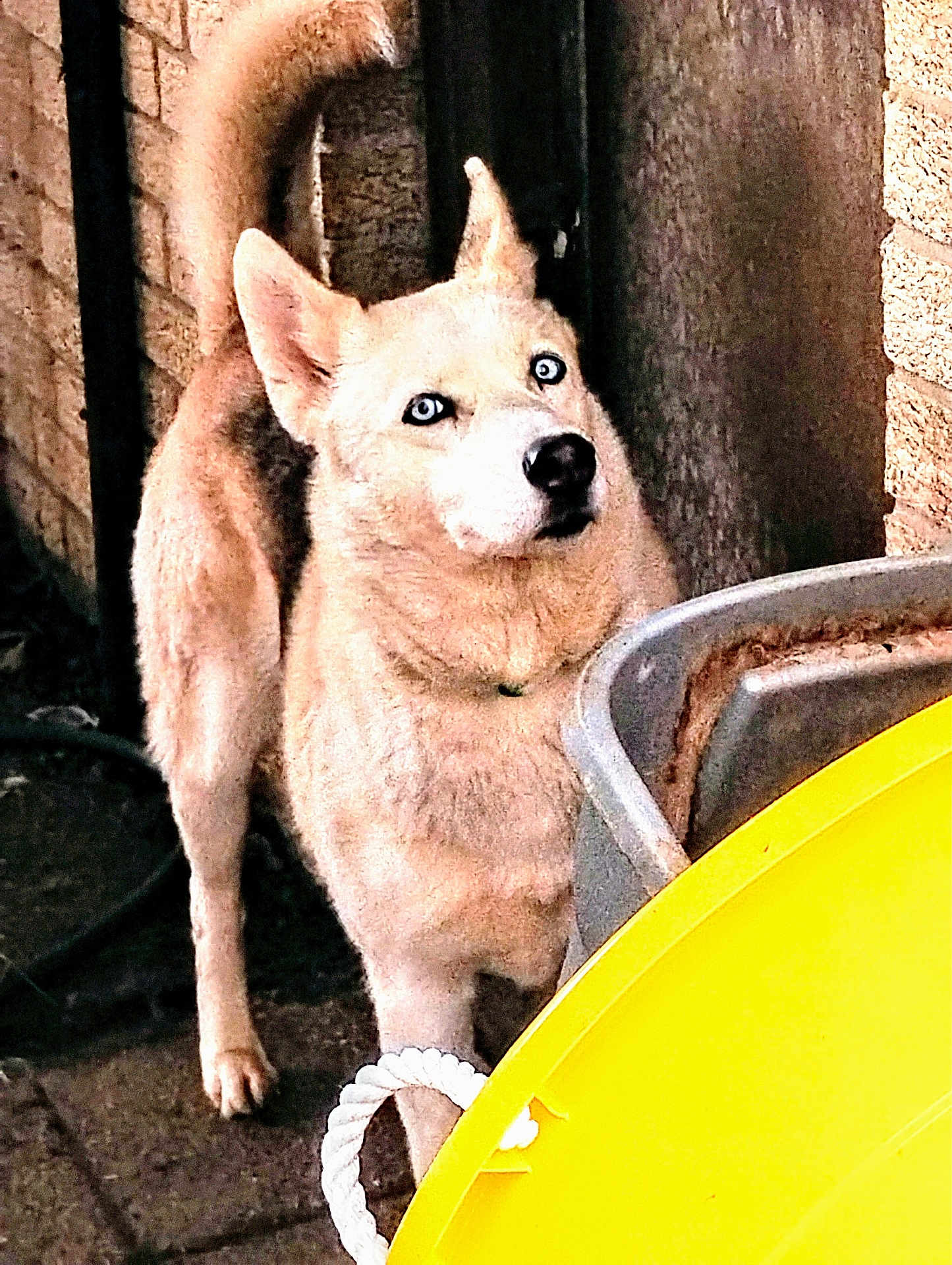 Roxy