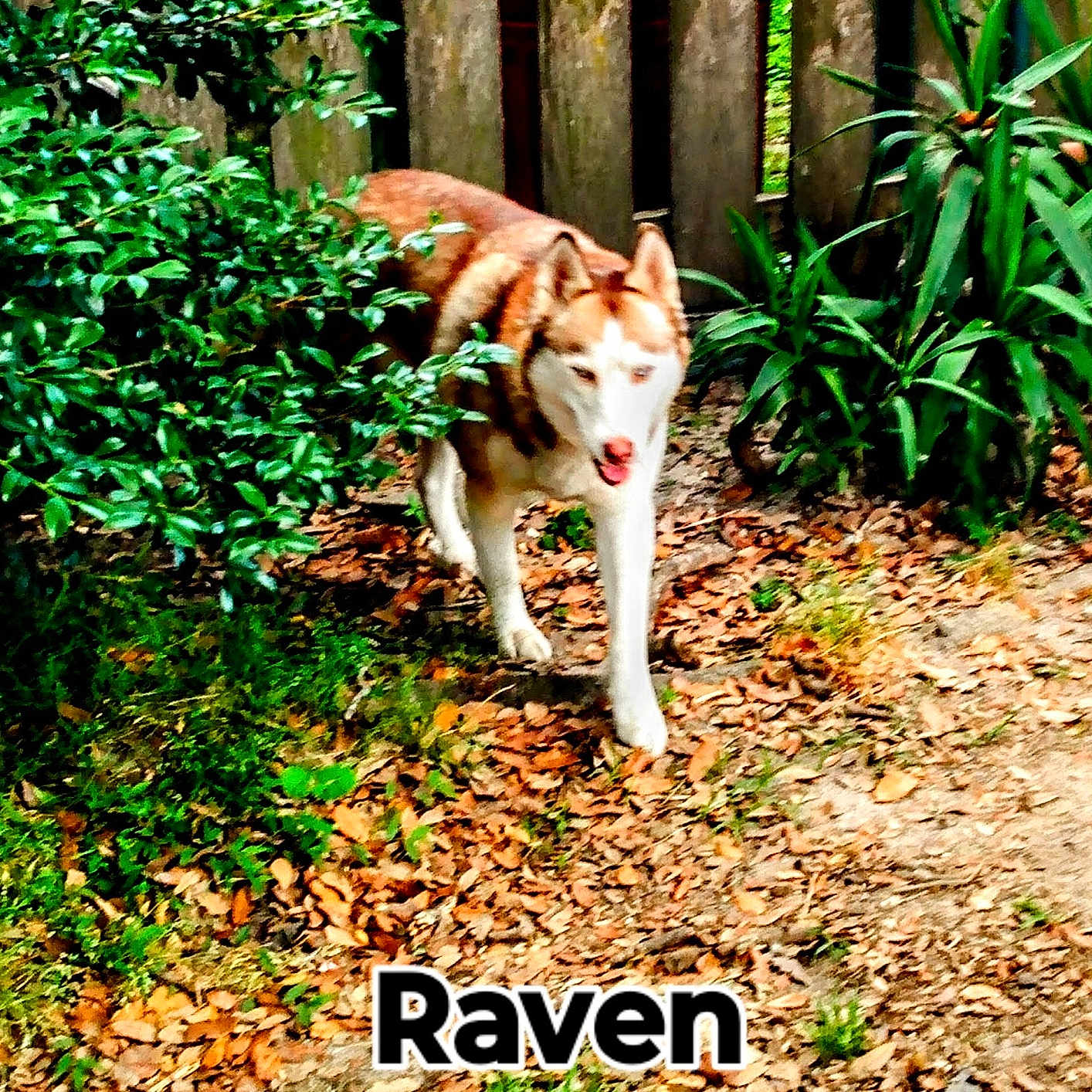 Raven is registered to the contest to win money with this photo: animal, backyard, canine, dog, grass, green, herbal, herbs, husky, land, leaf, nature, outdoors, pet, plant, pottedplant, tree, vegetation, woodland, yard