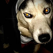 Cheyenne joined the competition — help win amazing prizes! dog, husky, close_up, hoodie, animal, pet, canine, fur, eyes, portrait, indoors, flash, dark_background, white, black, face, snout, paw, costume, muzzle