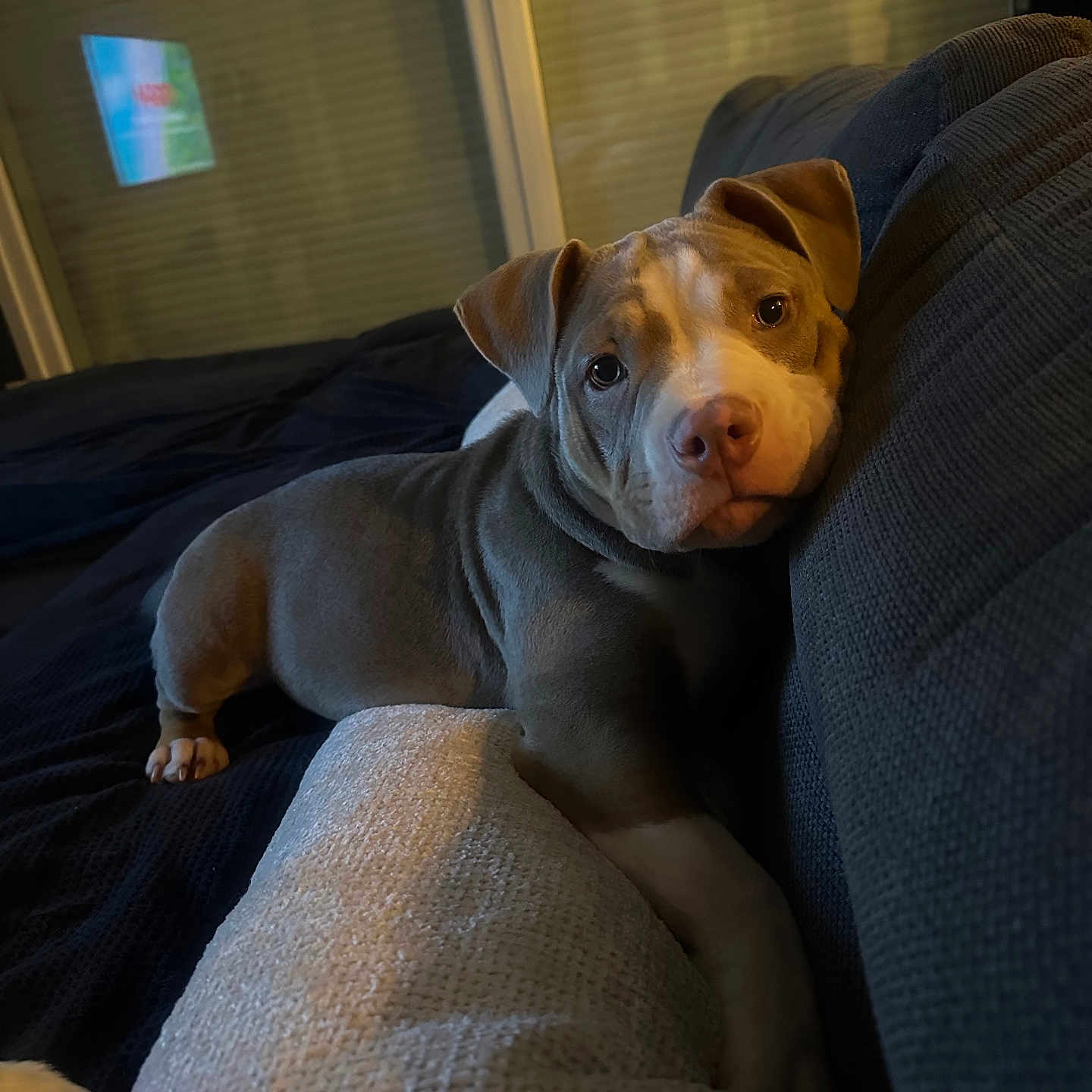 Mila participe au concours pour gagner de l'argent avec cette photo : animal, bed, bedroom, blanket, bulldog, canine, couch, cushion, dog, furniture, homedecor, hound, indoors, labradorretriever, linen, pet, pitbull, pointer, puppy, room