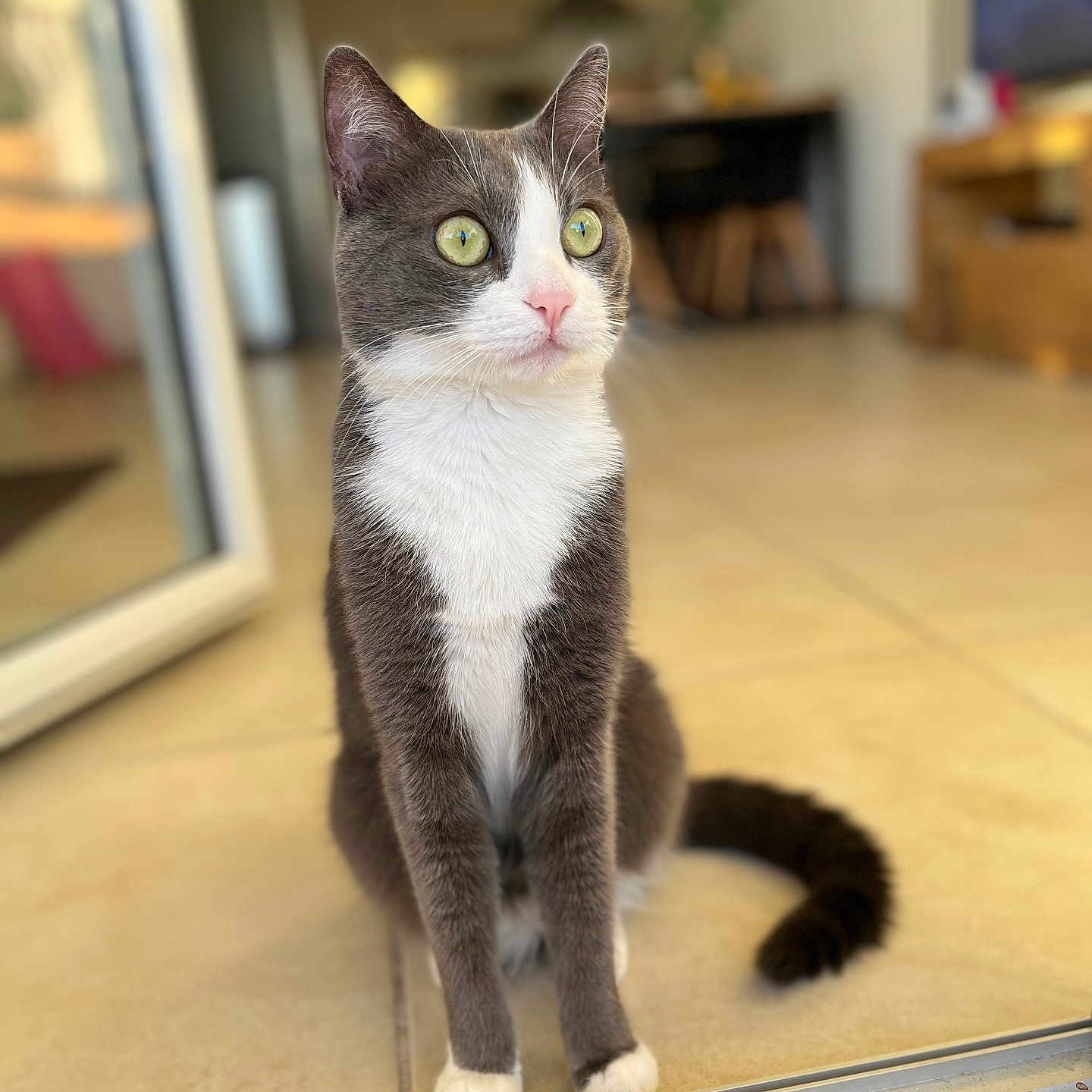 Paco participe au concours pour gagner de l'argent avec cette photo : alert, blurred_background, cat, curious, domestic_cat, ears_up, feline, front_legs, fur, gray_and_white, green_eyes, house, indoor, pet, pink_nose, sitting, sliding_door, tail, tiled_floor, whiskers