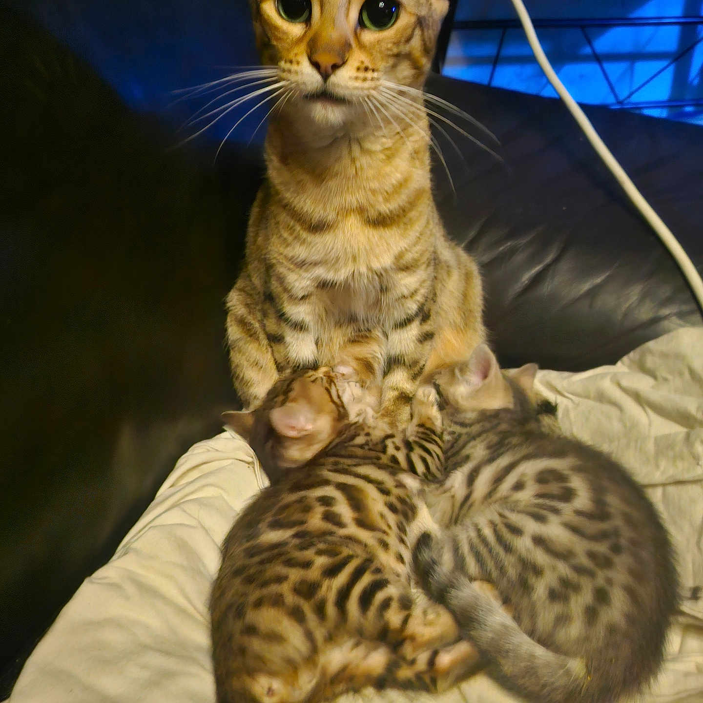 Taîga participe au concours pour gagner de l'argent avec cette photo : abyssinian, animal, cat, couch, egyptiancat, furniture, kitten, manx, ocelot, pet, siamese